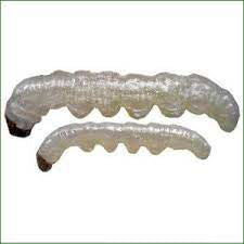 Fire Baits Bardi Grub